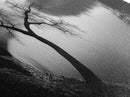 Curved Tree, Still Lake, Moody Landscape, Framed Canvas Print, Modern Nature Photography, Fall Home Decor, Living Room Art