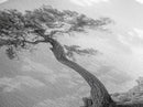 Lone Curved Tree, Zen Nature Print, Minimalist Landscape, Calming Decor, Framed Canvas Print, Bedroom Wall Statement