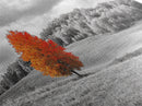 Autumn Tree, Rolling Hills, Minimalist Landscape, Fall Decor, Framed Canvas Print, Office Wall Art, Vibrant Red Orange Tree Scene