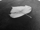 Monochrome Leaf, Nature Minimal, Still Life, Moody Art, Framed Canvas Print, Fall Wall Art, Kitchen Decor, Neutral Modern Aesthetic