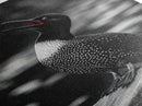 Loon Call, Singing Bird, Red Beak, Monochrome Framed Canvas Print, Wildlife Wall Decor, Bird Lover Wall Art, Rustic Cabin Accent