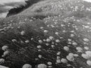 Black White Meadow Diamond Shaped Canvas Art Print, Monochrome Nature Photography, Wildflower Landscape Rustic Wall Decor