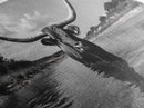 Longhorn in Water, rustic art, western decor, bull and bear art, cowboy wall art, farmhouse art, panoramic art, Framed Canvas Print