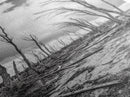 Windblown Trees, stormy sky, moody landscape, wabi sabi art, black and white, framed canvas print, rustic decor, nature photography