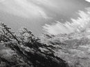 Desert Cactus, Southwest Wall Art, Canvas Print, Joshua Tree Art, Rustic Decor, Extra Wide Art, Moody Black And White Art, Above Sofa Art