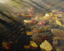 Wet Leaves Stream Forest Woods Fall Autumn Fine Art Print, Wall Art Print, Wall Décor, Wall Poster