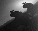 Silhouetted Cowboys on Horseback Riding into the Sunset for Western Wall Art, Canvas Prints, Home Decor, Living Room Art, Bedroom Art