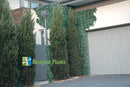 Sample Panel – Boston Ivy Green Wall (Small Sample)