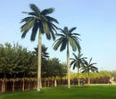 Royal Palm Artificial Tree 13ft–23ft – UV Resistant (10–12 Week Lead Time)