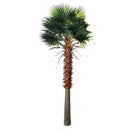 Mexican Fan Palm Artificial Tree 13ft–23ft – UV Resistant (10–12 Week Lead Time)