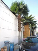 Tall Artificial Mexican Fan Palm Tree (13ft - 23ft) UV Resistant (10-12 Week Back Order)