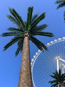 Florida Palm Artificial Tree 13ft–23ft – UV Resistant (10–12 Week Lead Time)