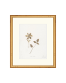 Wild Flowers I