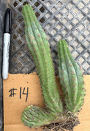 #EC260 EXACT Trichocereus Pachanoi Variegated & Crested Cactus BareRoot
