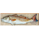 Bald Head Island Conservancy Fish BAL2 | Wall Art Print on Real Wood