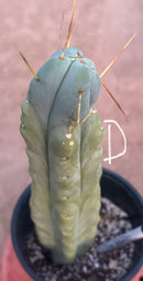 #EC14 Exact Trichocereus Bridgesii "Jiimz Twin Spine" Potted Cactus A-E