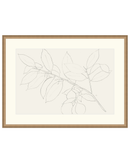 Lemon Branch Drawing