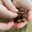 Duck Fat & Sea Salt Roasted Almonds | 7 oz | Cornhusker Kitchen