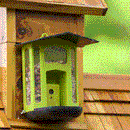 Bird Feeder Camera