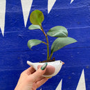 Bird Plant Pot | Succulent Planter | 2" Tall