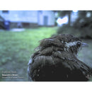 Bird Feeder Camera