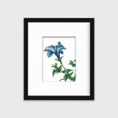 Blue - Open Edition Paper Print