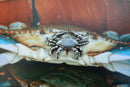 Blue Crab Lapel Pin