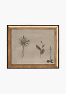 Botanical Thoughts IV