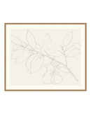 Lemon Branch Drawing