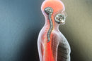 Brain and Spine Lapel Pin