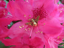 Bumble Bee Gold Lapel Pin