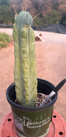 #EC14 Exact Trichocereus Bridgesii "Jiimz Twin Spine" Potted Cactus A-E