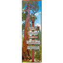 CAL11-DIR41M | Wall Art Print on Real Wood
