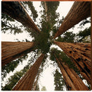 CAL11C4-18X18 | Wall Art Print on Real Wood