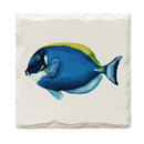 Dory Fish |Drink Coaster Set