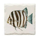 Zebrafish |Drink Coaster Set