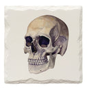 Halloween Watercolor Skull | Drink Coaster Set
