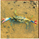 Tidal Pool Blue Crab | Wall Art Print on Real Wood
