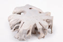 Z-Round  White Teak Root Coffee Table 14
