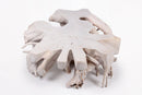 Z-Round  White Teak Root Coffee Table 14