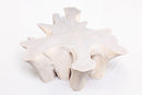 Organic Teak Root Coffee Table 66-White Wash
