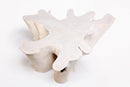 Organic Teak Root Coffee Table 66-White Wash