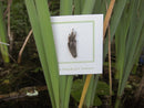 Cat o' Nine Tails Lapel Pin