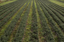 Real Christmas Trees Delivered 4 Foot Premium Balsam Fir Christmas Tree