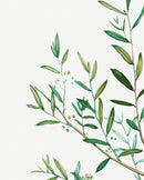 Classic Botanical II