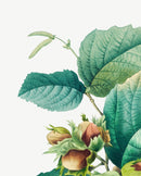 Classic Botanical I