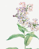 Classic Botanical VI
