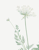 Classic Botanical V