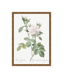 Classic Botanical X