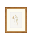 Wild Flowers II